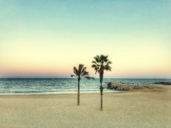 Palm trees on beach against clear sky