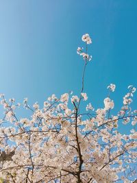 Low angle view of blooming tree against clear blue sky