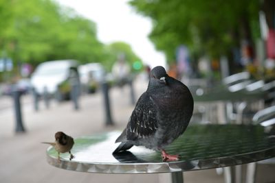 Close-up of bird perching on railing