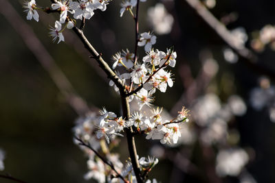 Close-up of cherry blossom tree