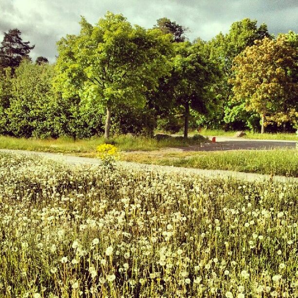 field, growth, tree, grass, tranquil scene, landscape, tranquility, beauty in nature, sky, nature, green color, rural scene, scenics, agriculture, grassy, flower, plant, farm, crop, freshness