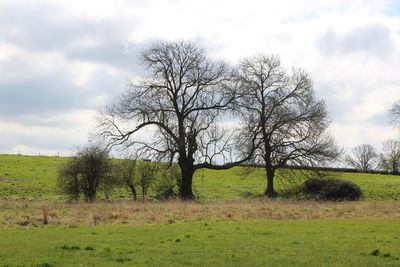 Bare trees on field against sky