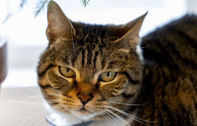 Portrait of a cat in the sunlight