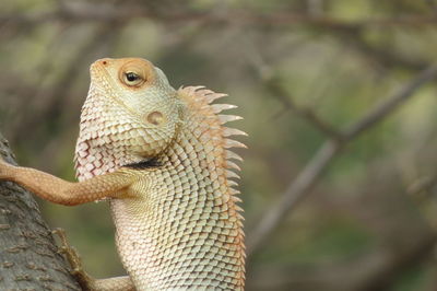Close-up of a lizard on tree