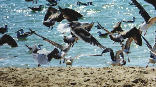 Flock of seagulls on beach