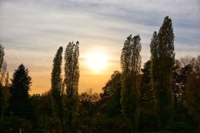 Trees against sky during sunset