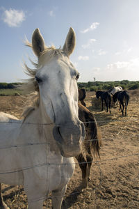 Portrait of a horse 