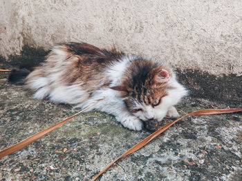 High angle view of a cat