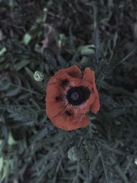 Close-up of poppy blooming outdoors