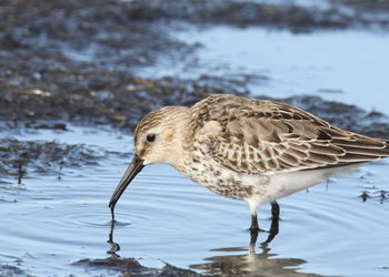 Close-up of seagull on a lake