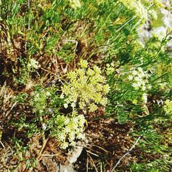 Close-up of plants growing on field in forest