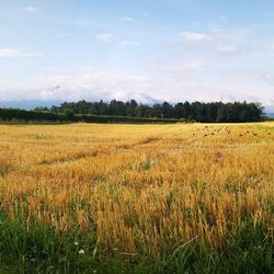 Scenic view of agricultural field against sky