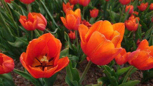 Close-up of orange tulips on field