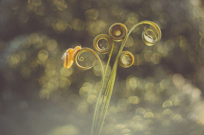 Close-up of bubbles against blurred background