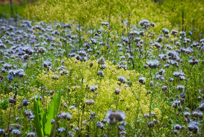 View of flowers in meadow