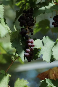 Close-up of berries on tree