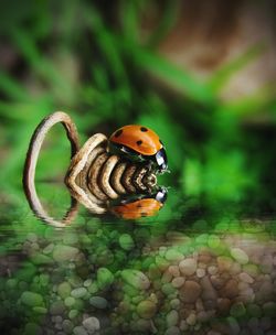 animal