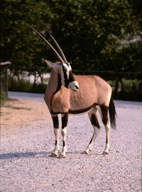 Horse standing on tree