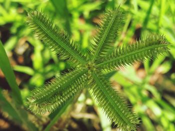 Close-up of green leaves on tree