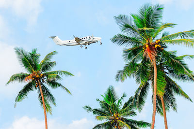 Low angle view of coconut palm tree against sky