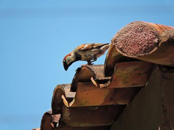Low angle view of an animal on rusty metal against sky
