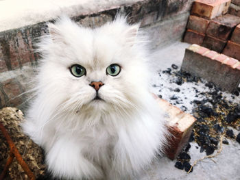 Cat in fireplace