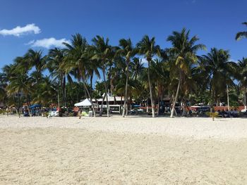 Palm trees on beach against sky