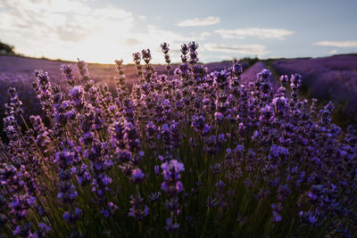 Close-up of purple flowering plants on field