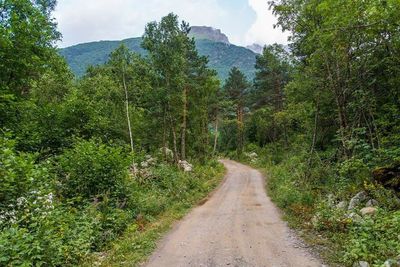 Road passing through forest