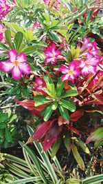 Close-up of flowers blooming outdoors