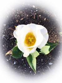 Close-up of yellow flower