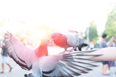 Close-up of hand holding bird