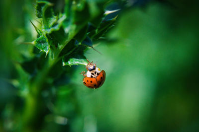 Close-up of ladybug on leaf