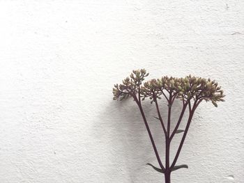 View of herb against white background