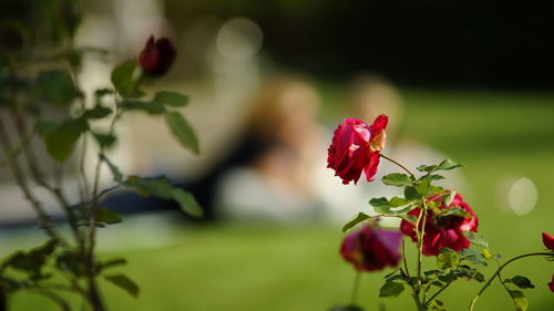 Close-up of red rose