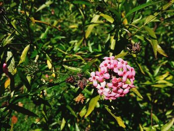 Close-up of bee on pink flowers