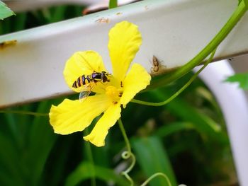 Close-up of bee pollinating on yellow flower