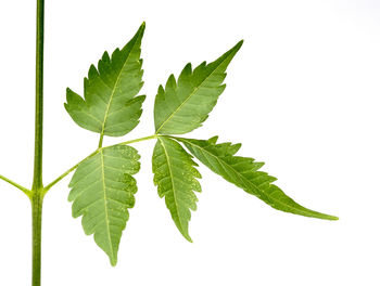 Close-up of leaves against white background