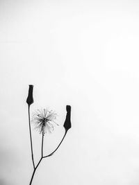 Close-up of flower against white background