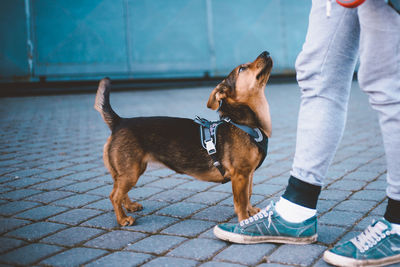 Low section of person with dog standing on footpath