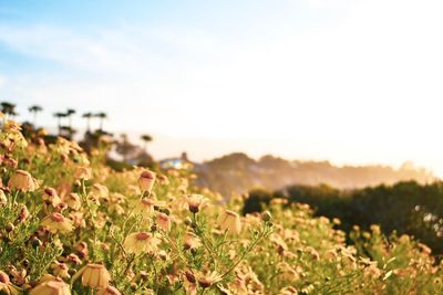 Scenic view of grassy field against sky