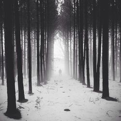 Man standing amidst trees in forest under foggy weather
