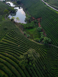 agriculture