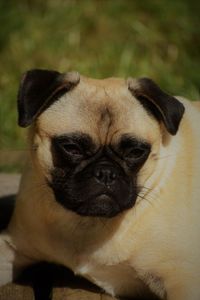 Close-up portrait of a dog