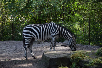 Side view of a zebra in zoo