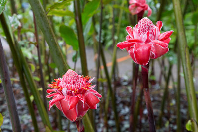 Close-up of red flowers