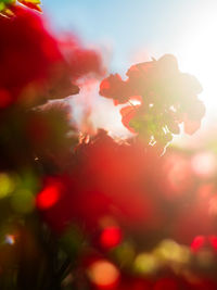 Close-up of red flower tree