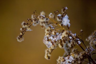 Close-up of flowers on tree