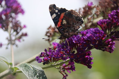 Close-up of butterfly pollinating on purple flower