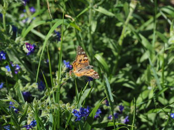 Close-up of butterfly pollinating on purple flower